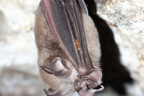 Rufous horseshoe Bat